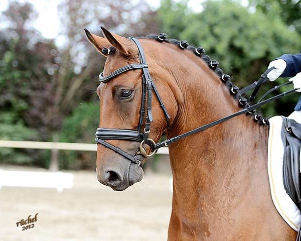 dressage horse Cooper FM (Hanoverian, 2007, from Concetto)
