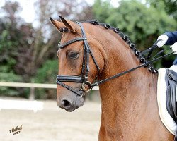 dressage horse Cooper FM (Hanoverian, 2007, from Concetto)