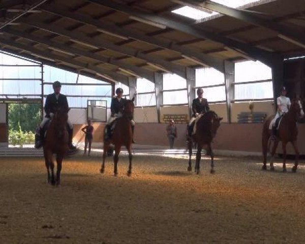 dressage horse Famos Dream (Hanoverian, 2001, from Federweisser)