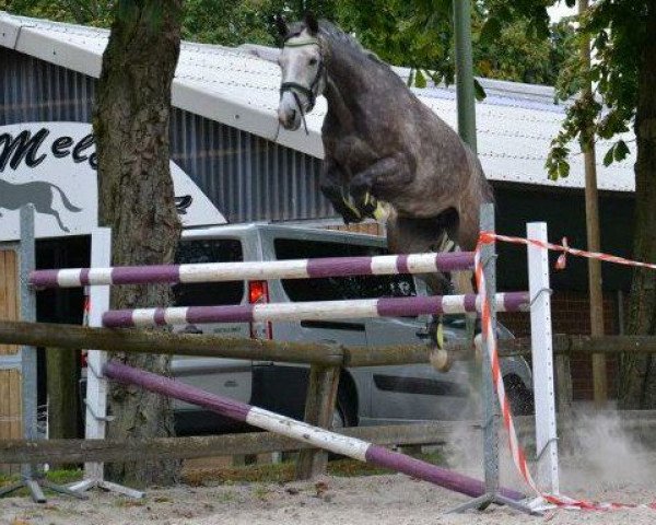 jumper Caipirinha (German Sport Horse, 2006, from Cashmaker)