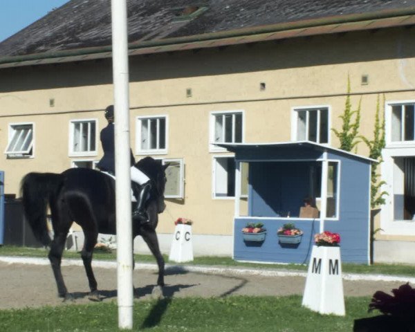 Reitturnier W, Wien-Freudenau/ASKÖ 2022