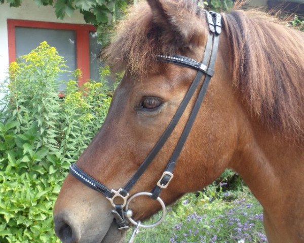 horse Prati vom Kappelgarten (Iceland Horse, 1995, from Logi vom Kappelgarten)