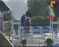 jumper Umeunig (Zangersheide riding horse, 2006, from Untouchable Z)