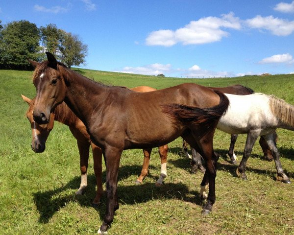 horse Secret Boy (Westphalian, 2011, from Silbermond)