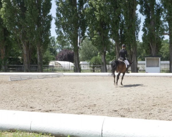 Reitturnier W, Wien-Freudenau/ASKÖ 2022