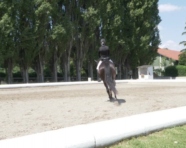 Reitturnier W, Wien-Freudenau/ASKÖ 2022