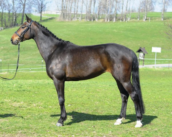 broodmare Rapa Nui So (German Sport Horse, 2004, from Ruisador)