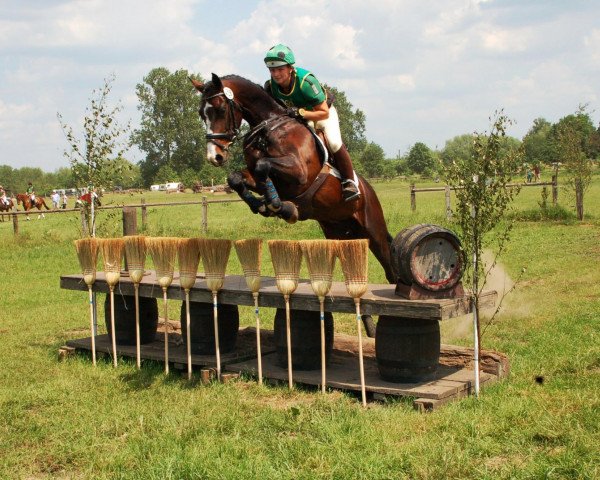jumper Sir Sachsen (German Sport Horse, 2006, from Sir Oldenburg)