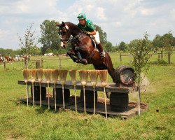 jumper Sir Sachsen (German Sport Horse, 2006, from Sir Oldenburg)