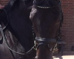broodmare Davignons liebes Kind (Westphalian, 2000, from Davignon I)