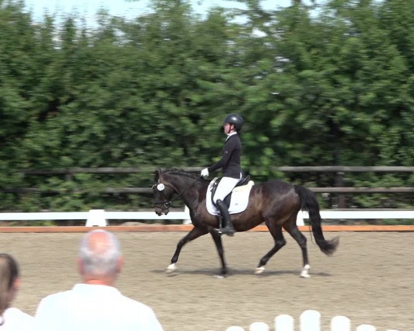 Reitturnier Schillerslage 2022