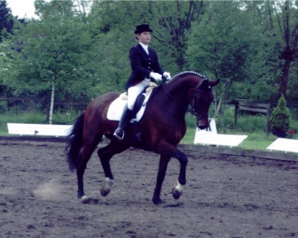dressage horse Fairground Attraction (Westphalian, 1999, from Florestan I)