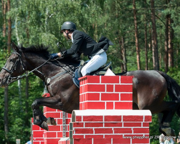 jumper Naund (Oldenburg, 1994, from Noble Roi xx)