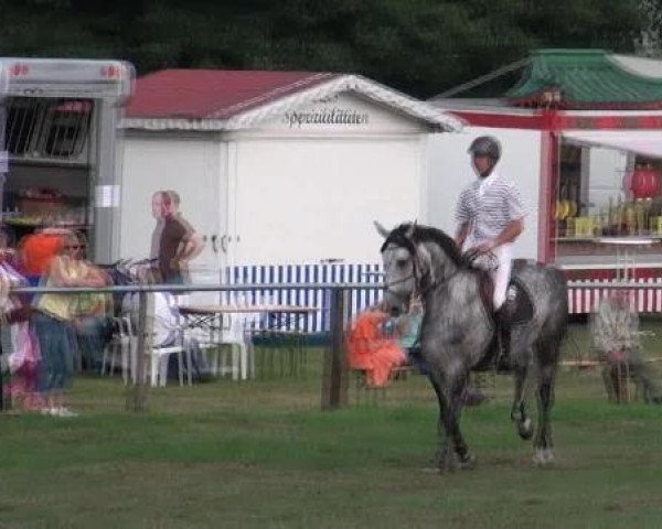 Springpferd Carl von Arnsberg (Holsteiner, 2004, von Cassini I) Springpferd Carl von Arnsberg (Holsteiner, 2004, von Cassini I)