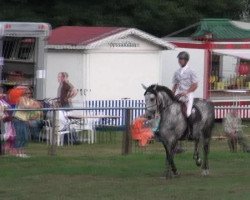 Springpferd Carl von Arnsberg (Holsteiner, 2004, von Cassini I)