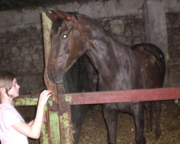 broodmare Franziska (Westphalian, 1997, from Fabelhaft)