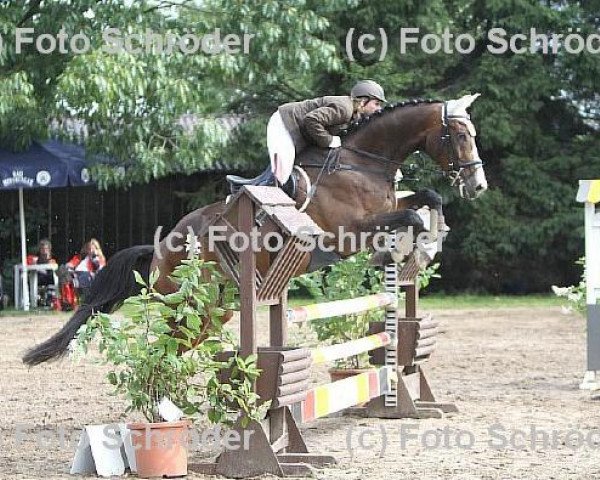jumper Robin Royal (Hanoverian, 2006, from Royal Blend)