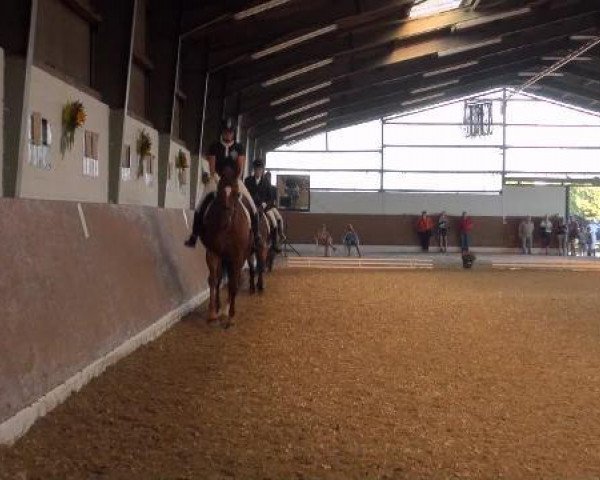 broodmare Sandy 121 (unknown, 1994)