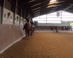 broodmare Sandy 121 (unknown, 1994)