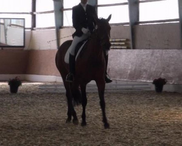 dressage horse Pialotta 14 (Westphalian, 1998, from Polypur)