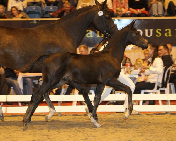 horse Atterupgaards Jazzper (Danish Warmblood, 2012, from Jazz)