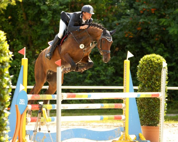 broodmare Cabana La Primera (Holsteiner, 2008, from Canto)