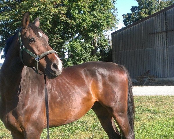 horse Condor 524 (Oldenburg, 2002, from Coromino)