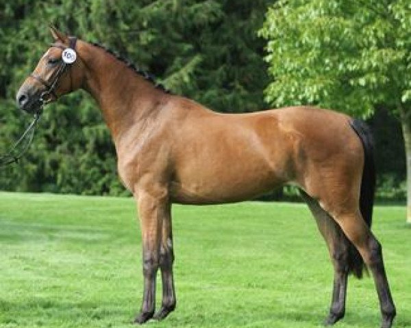 broodmare Hot Cherie P (Danish Warmblood, 2009, from Chico's Boy)