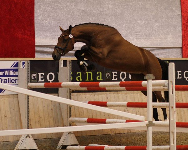 broodmare Cordia III (Danish Warmblood, 2009, from Diamant de Semilly)