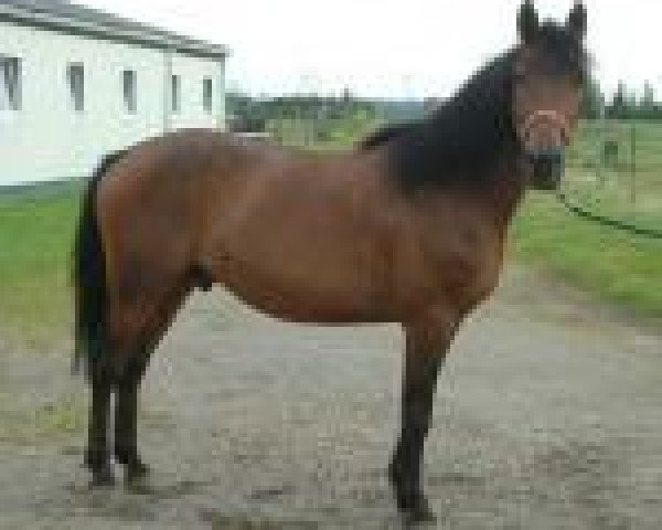 horse Jazz af Kornhoj (Knabstrupper, 1997, from Janus Hedevanggard)
