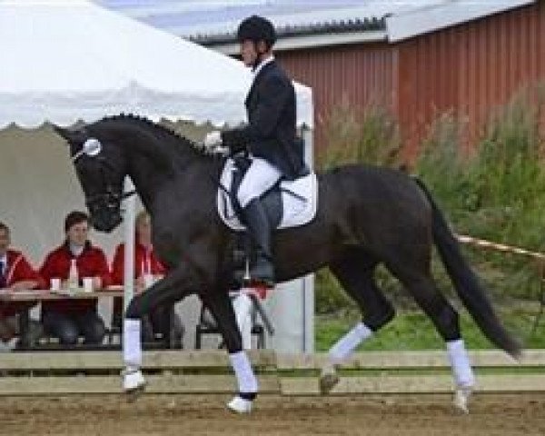 horse Tirana (Danish Warmblood, 2009, from Tailormade Temptation)
