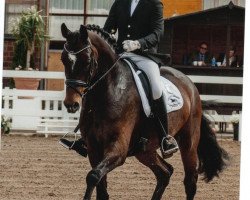 dressage horse Santanyi S (Oldenburg, 2006)