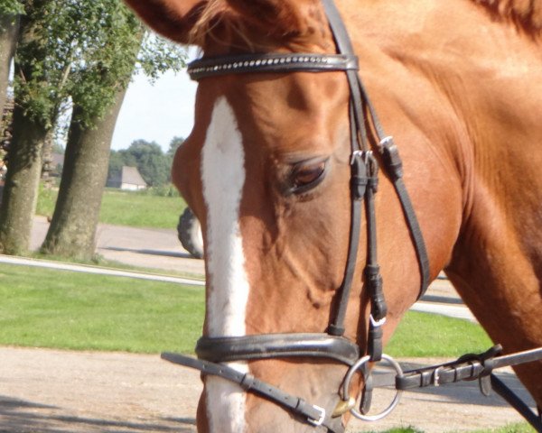 horse World of Eve (Hanoverian, 1996, from Weltmeyer)