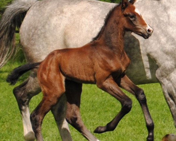 horse Coen (Hanoverian, 2012, from Catoki) horse Coen (Hanoverian, 2012, from Catoki)