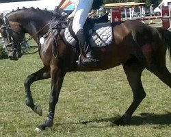 jumper Delaware 17 (Westphalian, 2008, from Douglas)