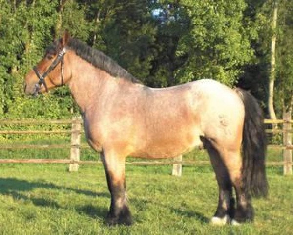 stallion Albrecht von Schernikau (Rhenish-German Cold-Blood, 2005, from Adrian 252)