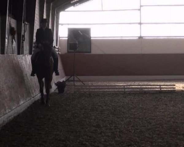 broodmare Peggy Sue 163 (Westphalian, 2004, from Pantau)
