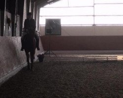 broodmare Peggy Sue 163 (Westphalian, 2004, from Pantau)