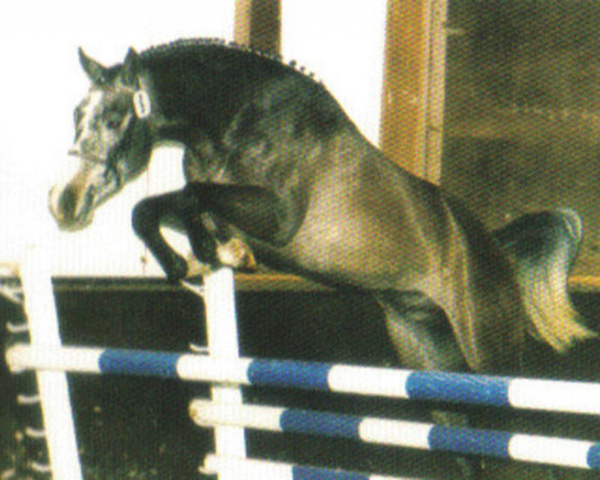 stallion Cantatus B (KWPN (Royal Dutch Sporthorse), 1993, from Cantus)