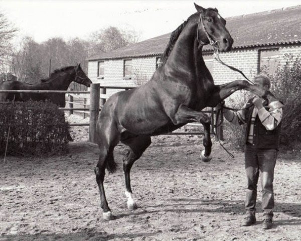 stallion Man in the Moon xx (Thoroughbred, 1974, from Buckpasser xx)