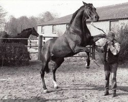 stallion Man in the Moon xx (Thoroughbred, 1974, from Buckpasser xx)