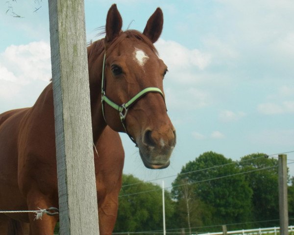 jumper Double Dutch (Trakehner, 1993, from Donaumonarch)