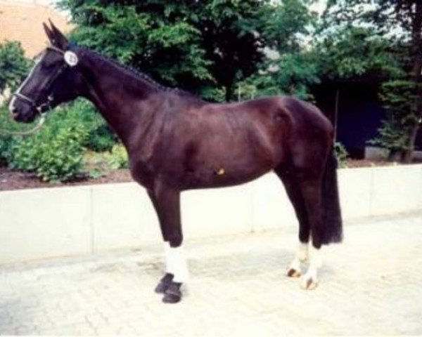 Zuchtstute Weltlady (Hannoveraner, 1991, von Weltmeyer)