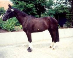 broodmare Weltlady (Hanoverian, 1991, from Weltmeyer)