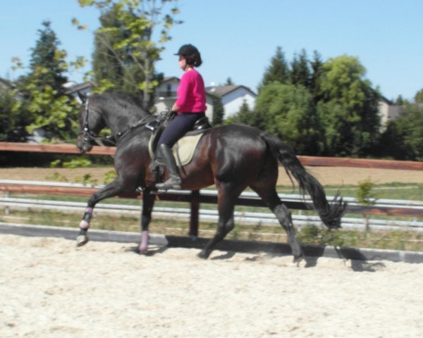 dressage horse Salisbury 3 (Hanoverian, 1995, from Salieri)
