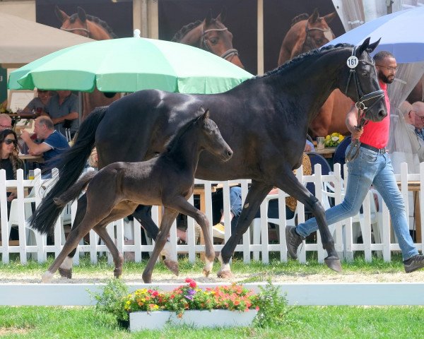 horse Donnerblitz (Westphalian, 2022, from Don Romance PS OLD)
