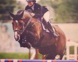 stallion Canezaro (Holsteiner, 2001, from Caretano Z)