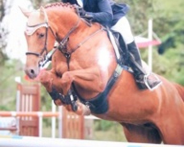 jumper Paula 416 (Bavarian, 2004, from Landprinz)