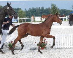 broodmare Aleah (Württemberger, 2009, from Acordelli)