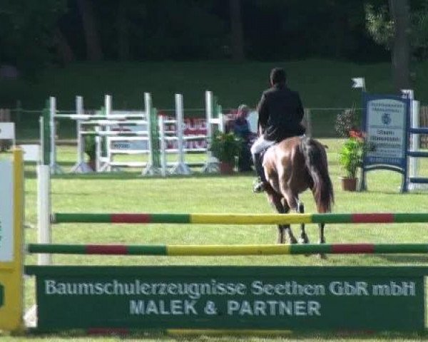 Springpferd Anton 477 (Sachsen-Anhaltiner, 1995, von Argwohn I) Springpferd Anton 477 (Sachsen-Anhaltiner, 1995, von Argwohn I)